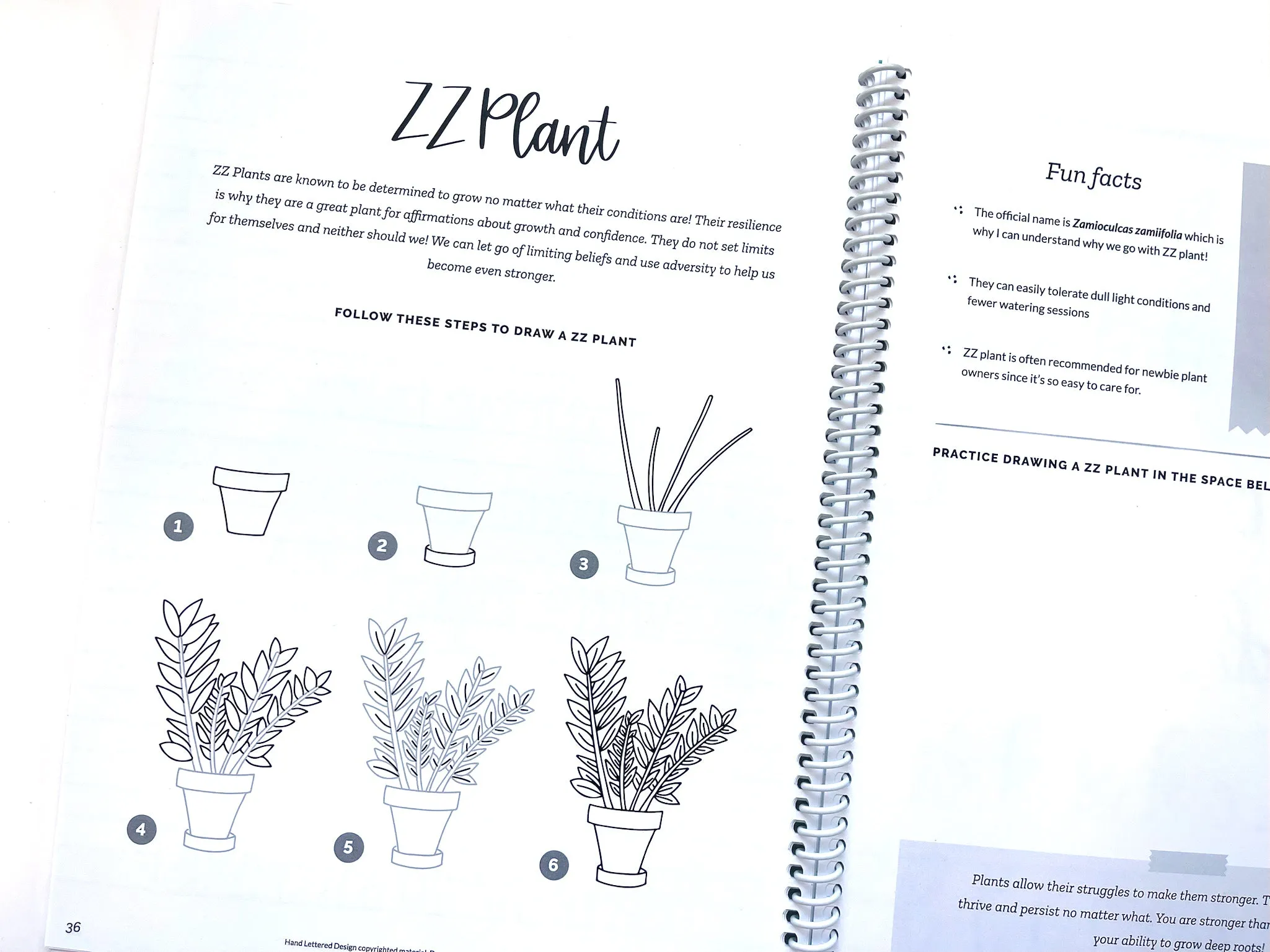 Mindful Lettering for Fun Kit: Plant Edition